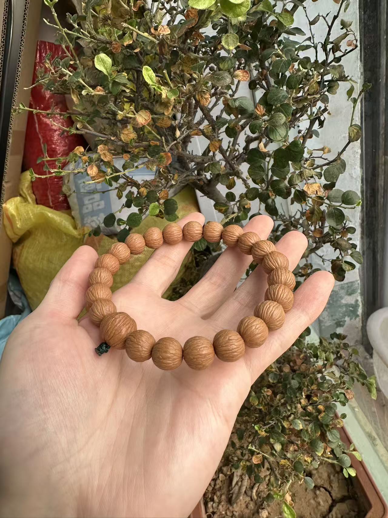 原皮小苹果猴头手串精卡精挑，原皮原色！猴头核桃 手持发货