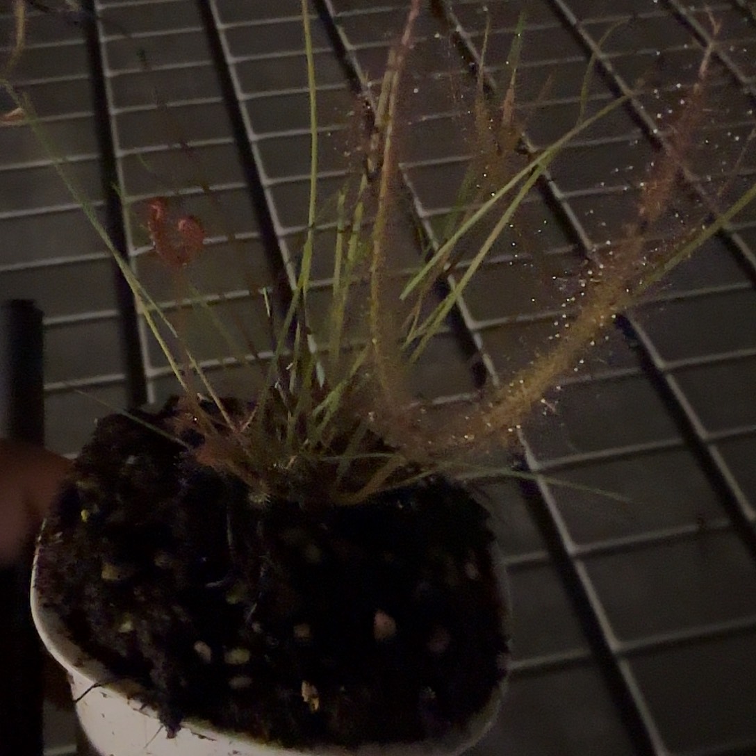 一***鱼无花朵专拍茅膏菜