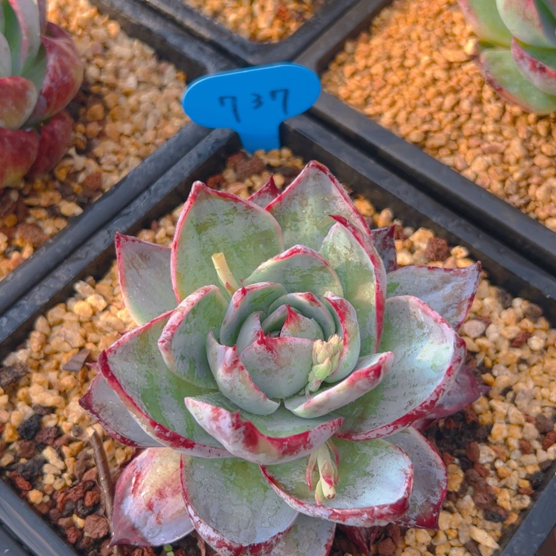 惊鸿仙子一物一拍737