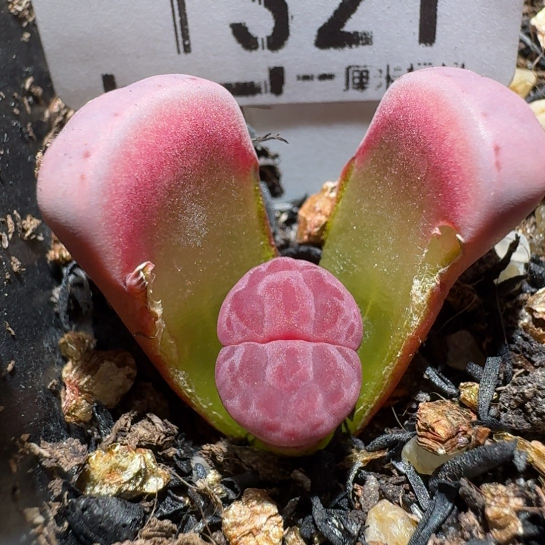 z小黄车里捡漏啦1231