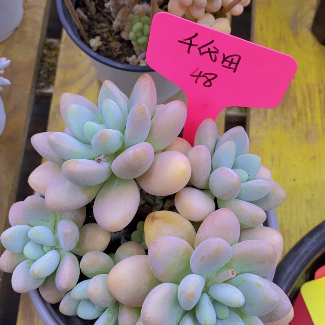 开心多肉，一物一拍，倒计时3天