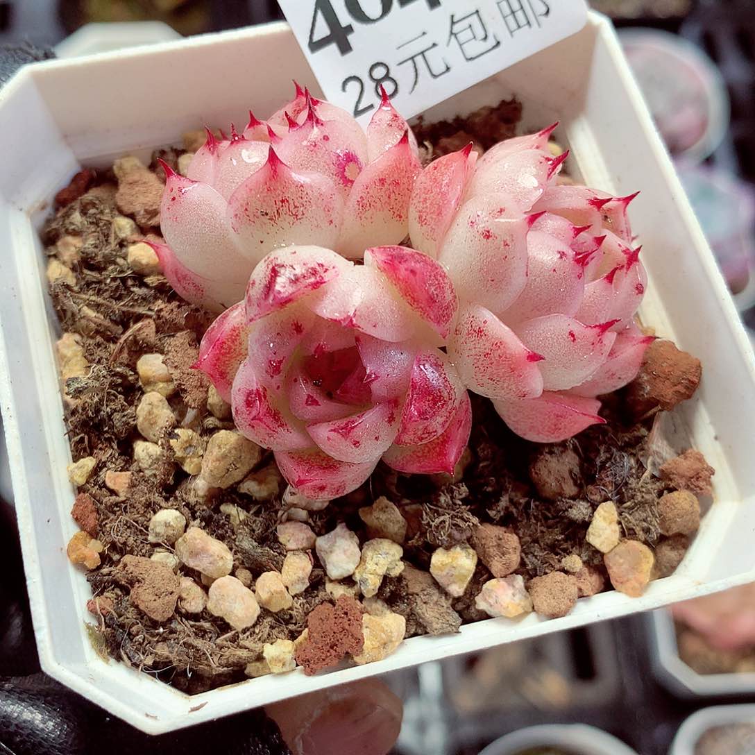 5厘米盆精控多肉404