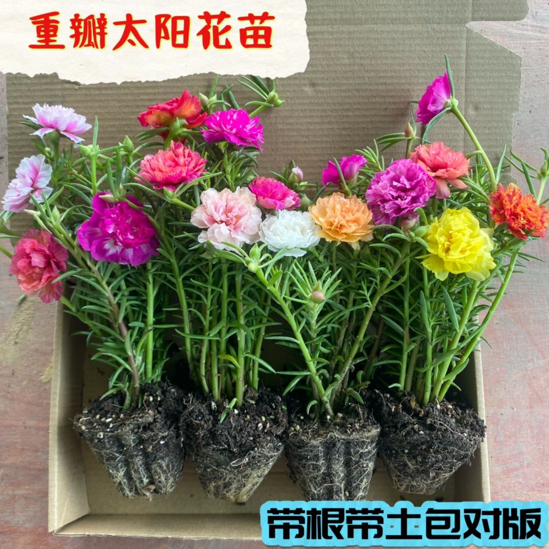 宿根多年生重瓣太阳花好养庭院阳台露天花卉绿植带根带土带花苞