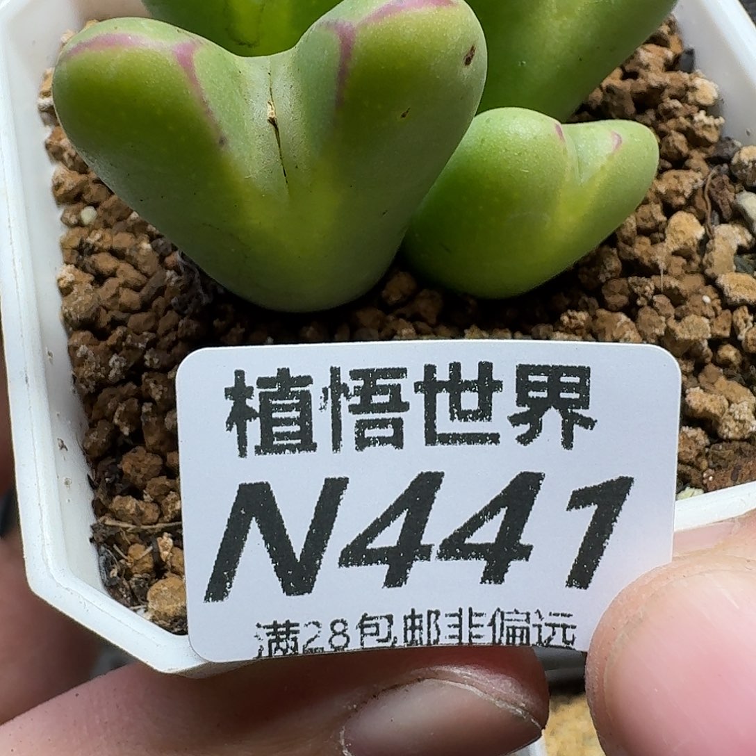 多肉植物的润泽地ghhj