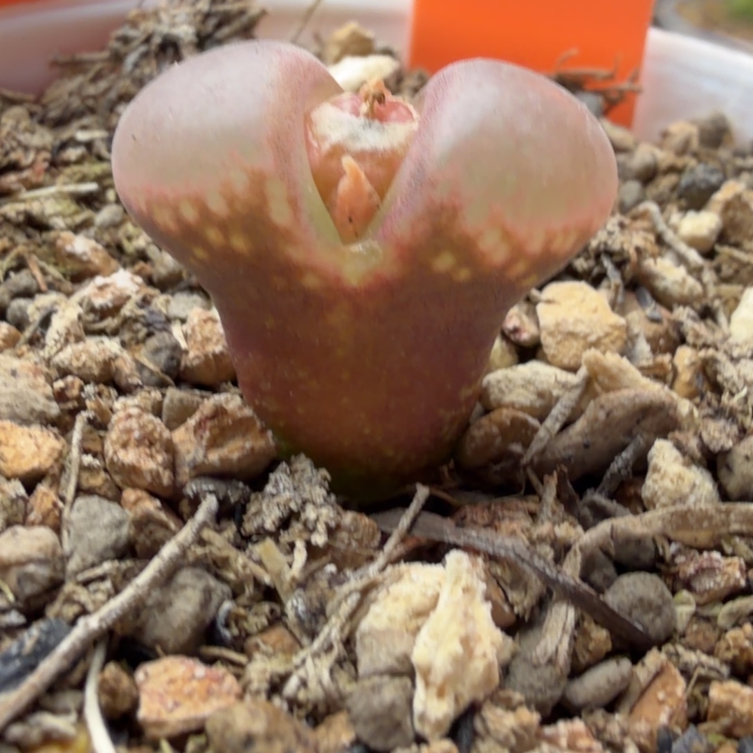 c10正版2年精品610号