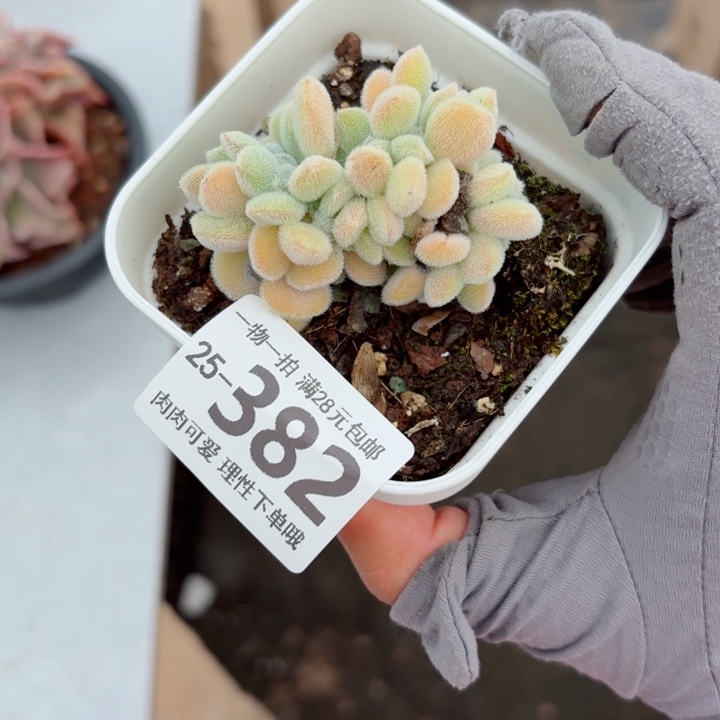 雪晃星缀化多肉无盆土发货