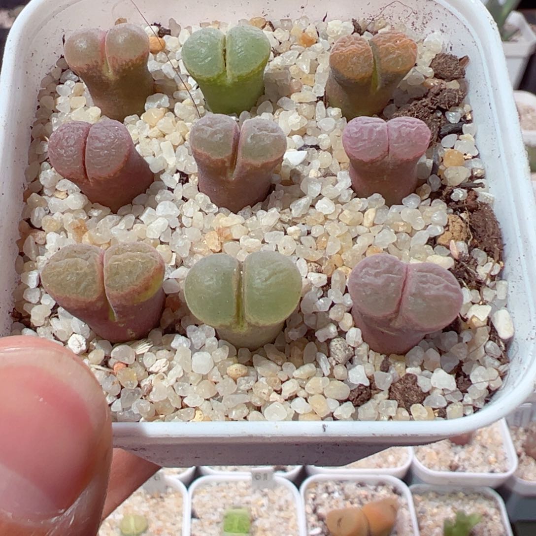 舞**蹈122-291.我是真的