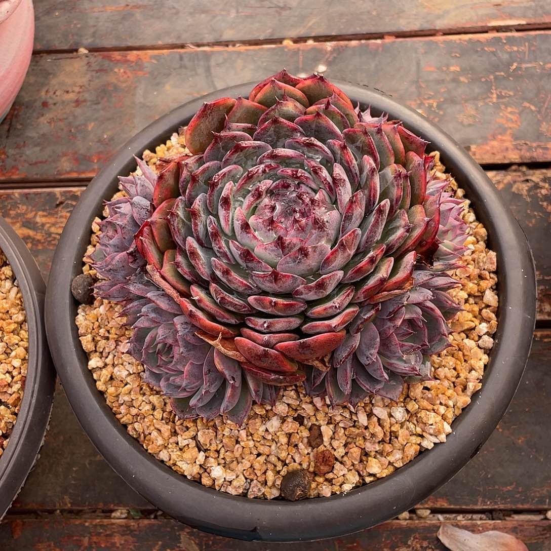 多肉植物一物一拍