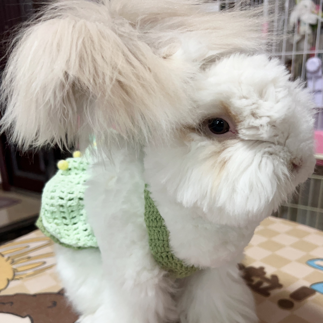 安哥拉兔纯种双血统德系健康活体宠物兔长毛兔棉花衣服