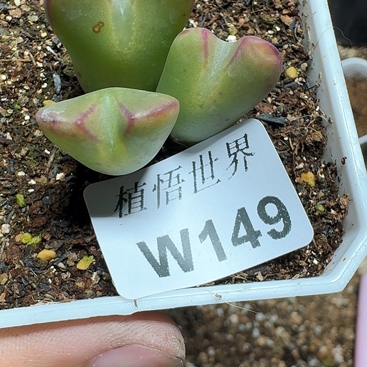 149号多肉植物哇c g