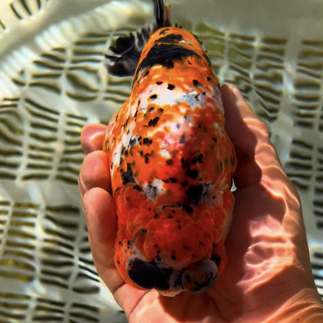 精品兰寿金鱼一鱼一拍以直播间为准