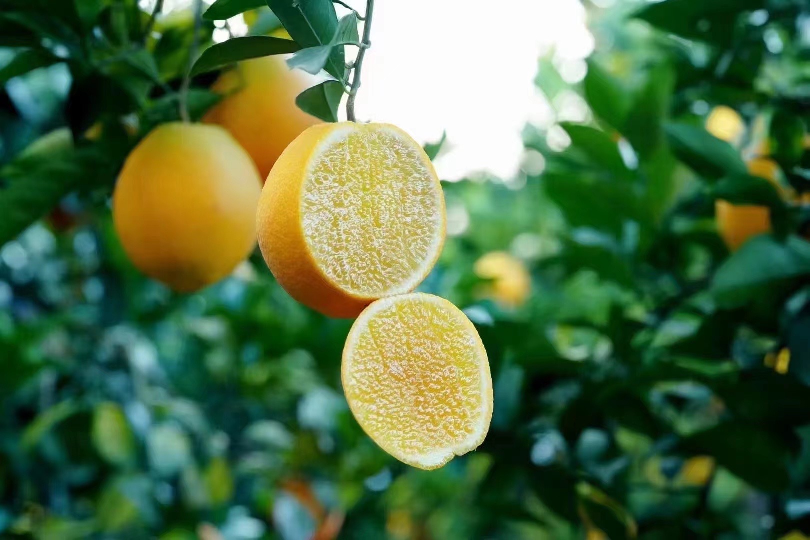 【阿杰专属】纯甜正宗麻阳锦蜜冰糖橙甜橙当季新鲜采摘自家果园水果