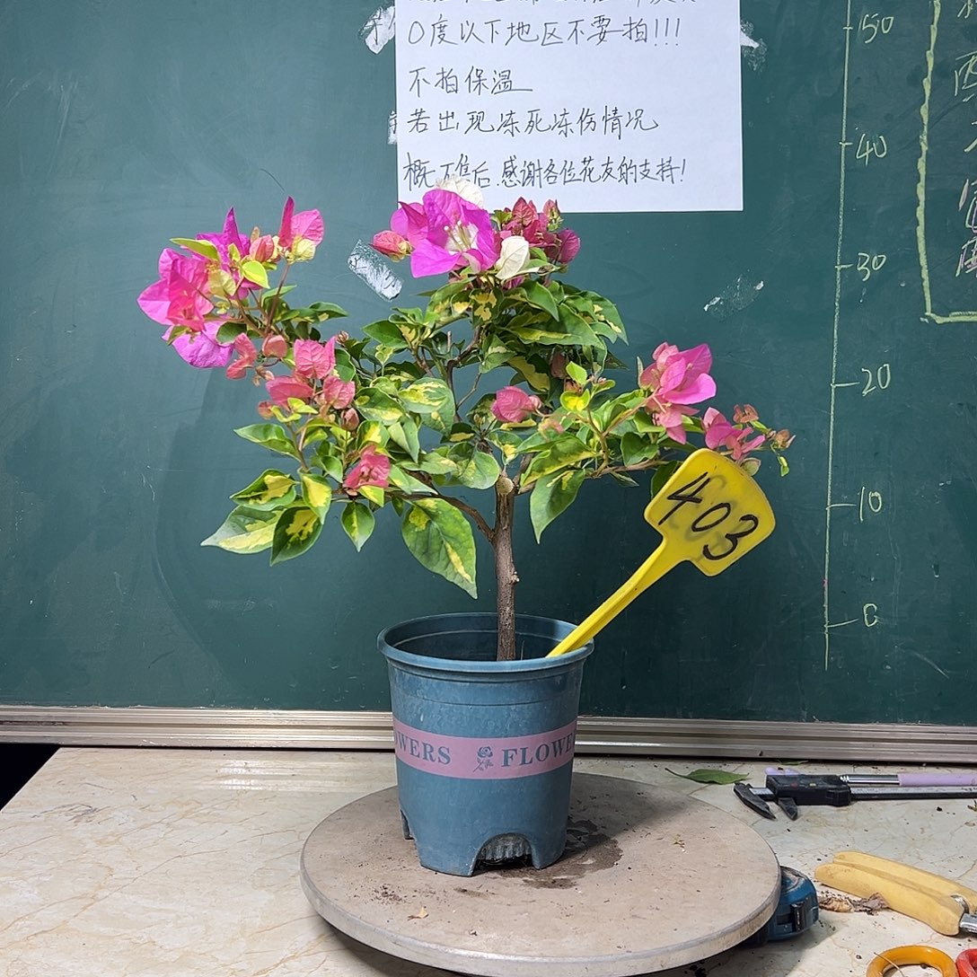 完全开放 金心双色 有瑕疵  403