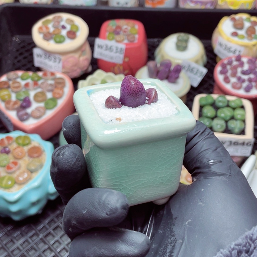 w3653--带盆土发货，零下地区拍保温箱