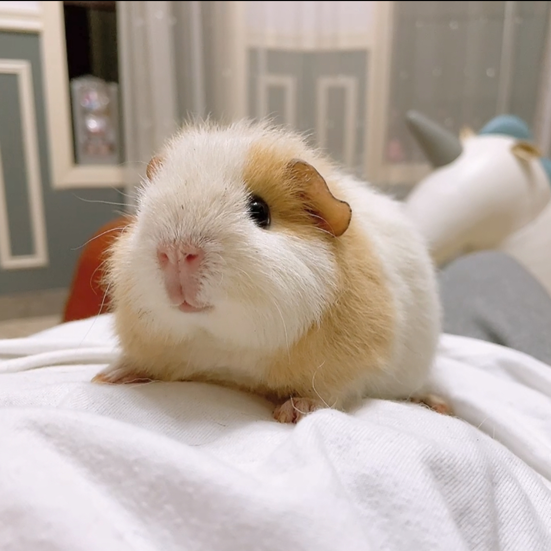 黄白美泰弟弟荷兰猪豚鼠活体
