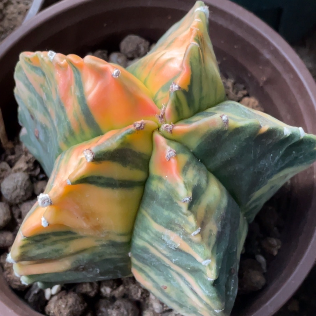 无花朵自根 花斑拉丝纹锦鸾026