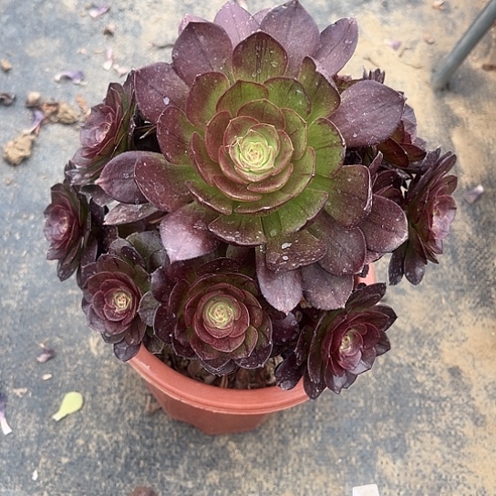 多肉植物法师200号