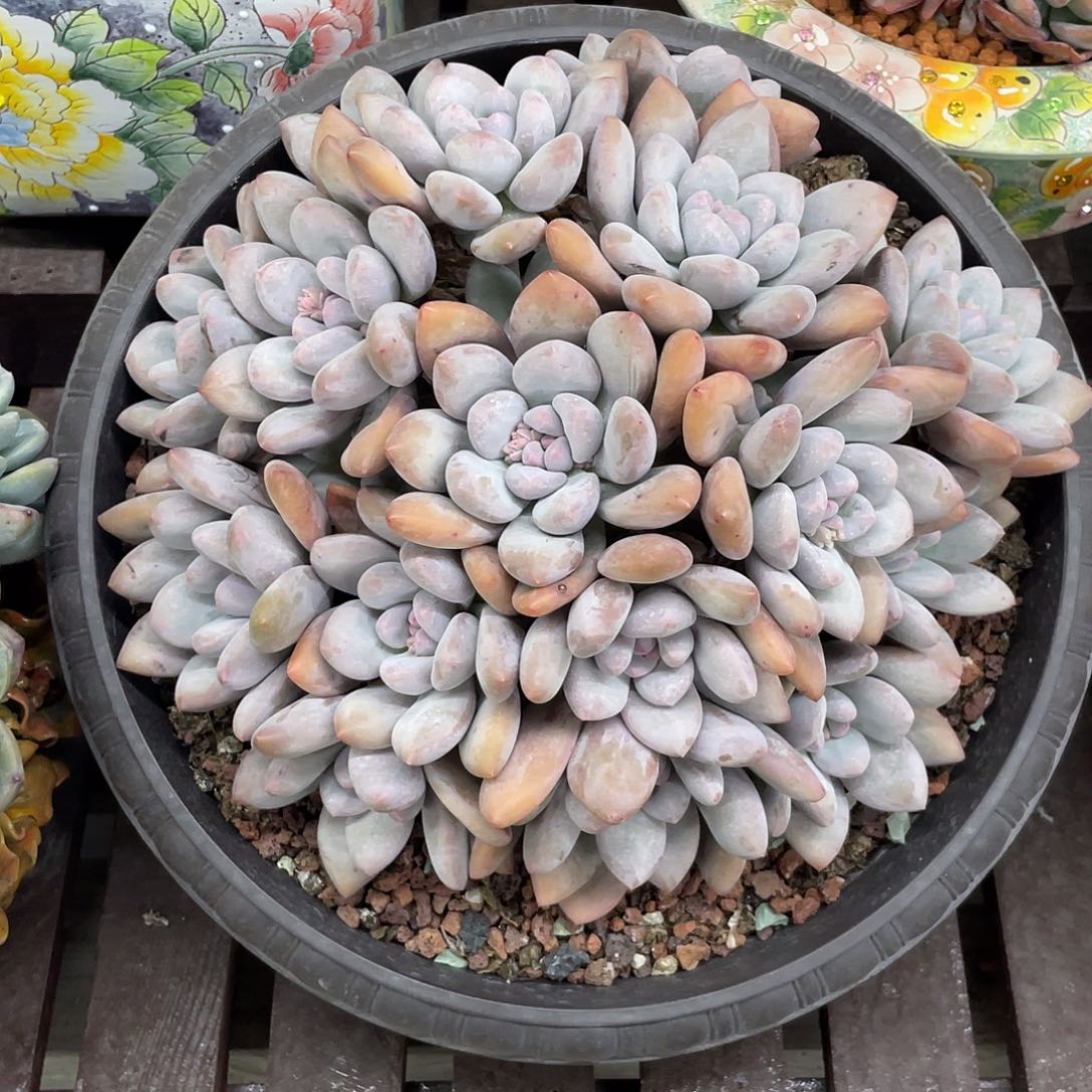 特价-大香水17头，冠幅约19.5cm