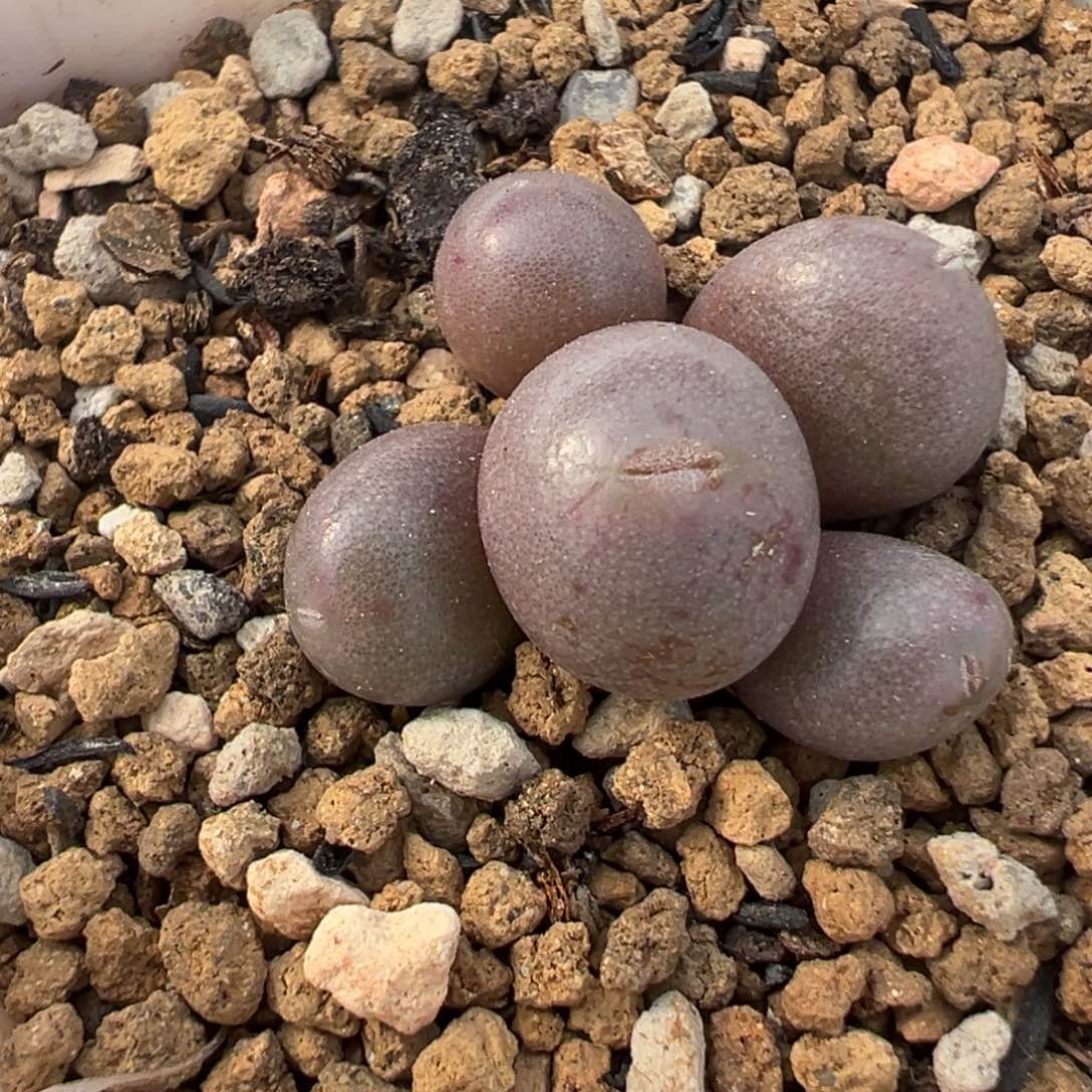 紫葡萄多肉植物盆栽植物
