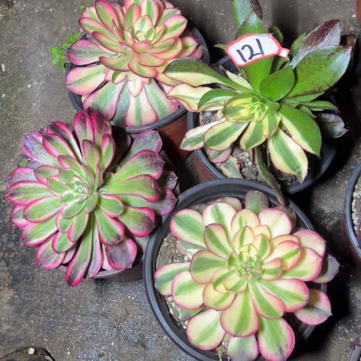 多肉植物121不售后