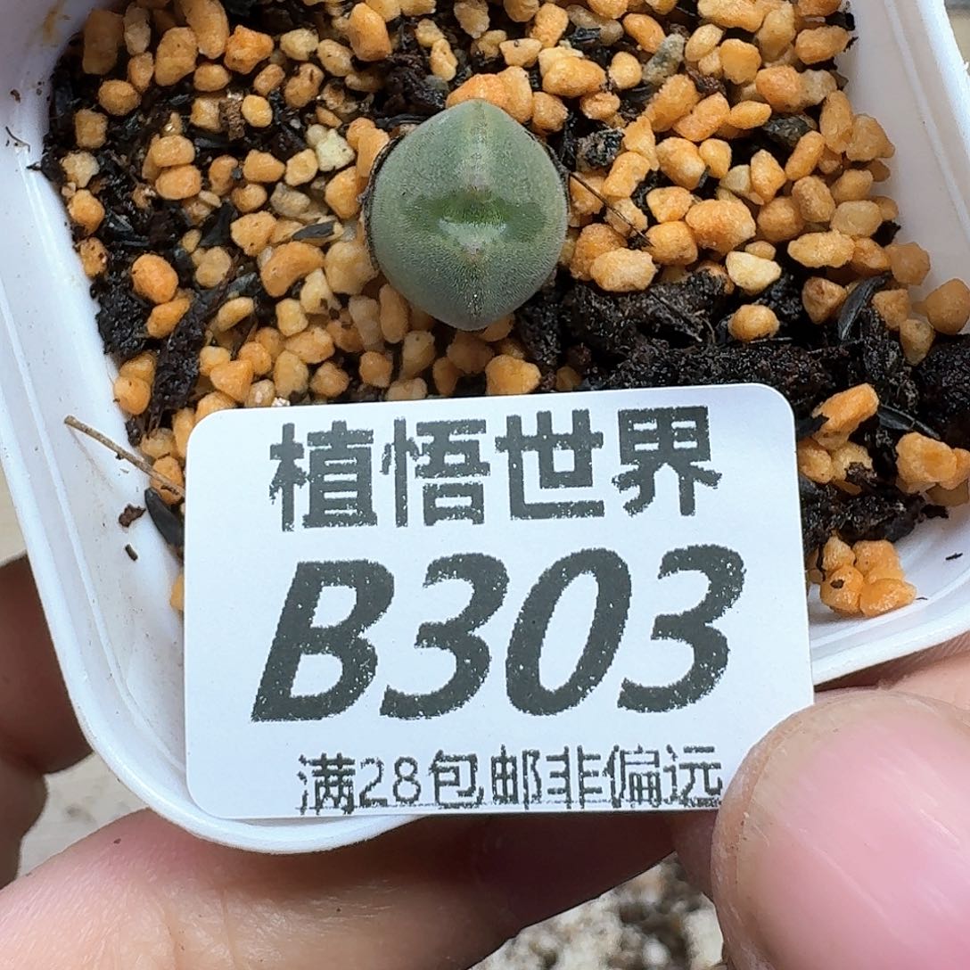 多肉植物的人生fghhn