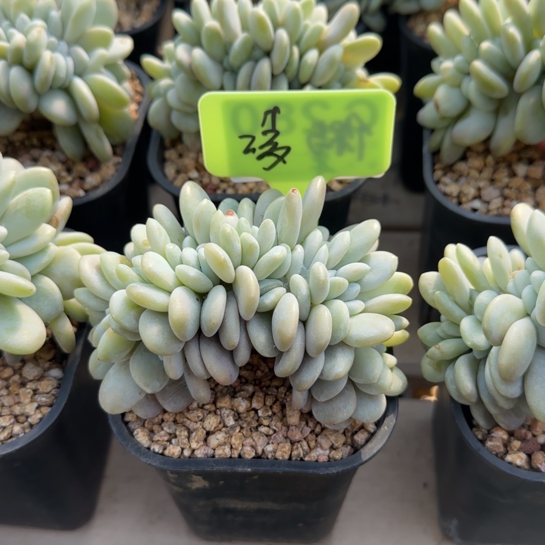 粉兔缀化五十包邮老桩