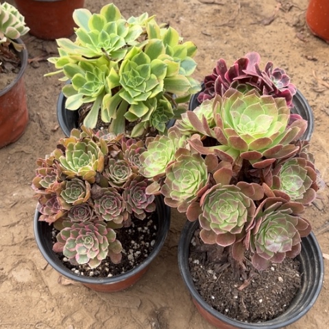 281多肉植物组合，
