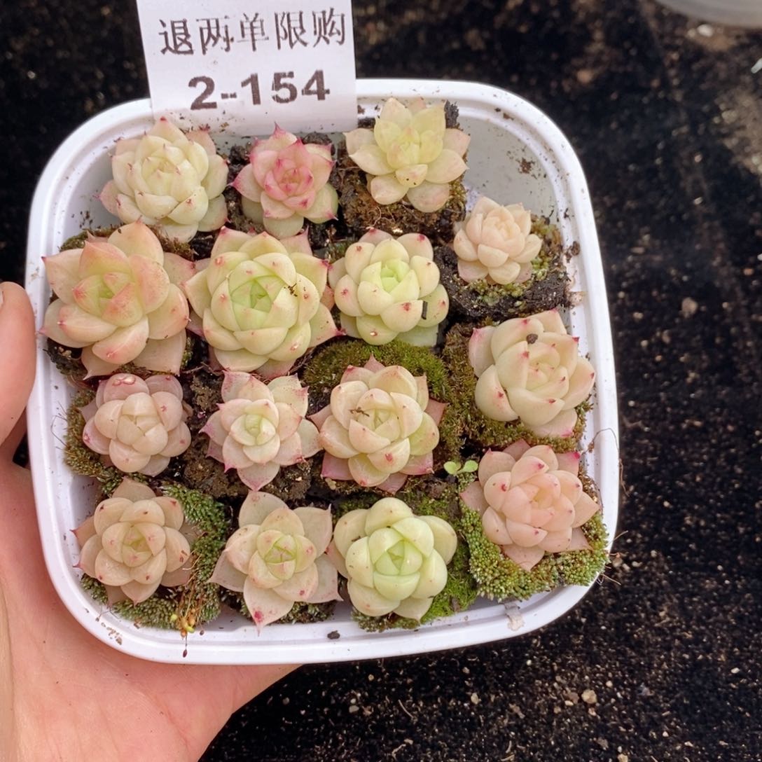 2-154 新疆西藏内蒙不发其他一单包邮两到三公分多肉