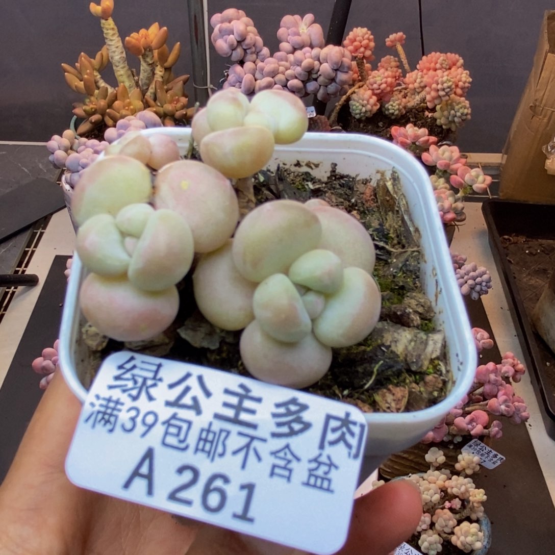 261萤火虫多肉4c m