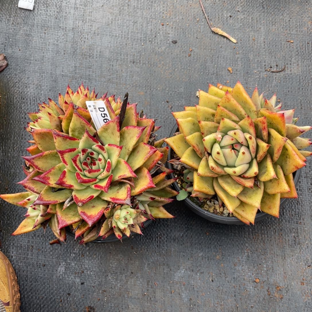 无花朵若如东云组拍D566