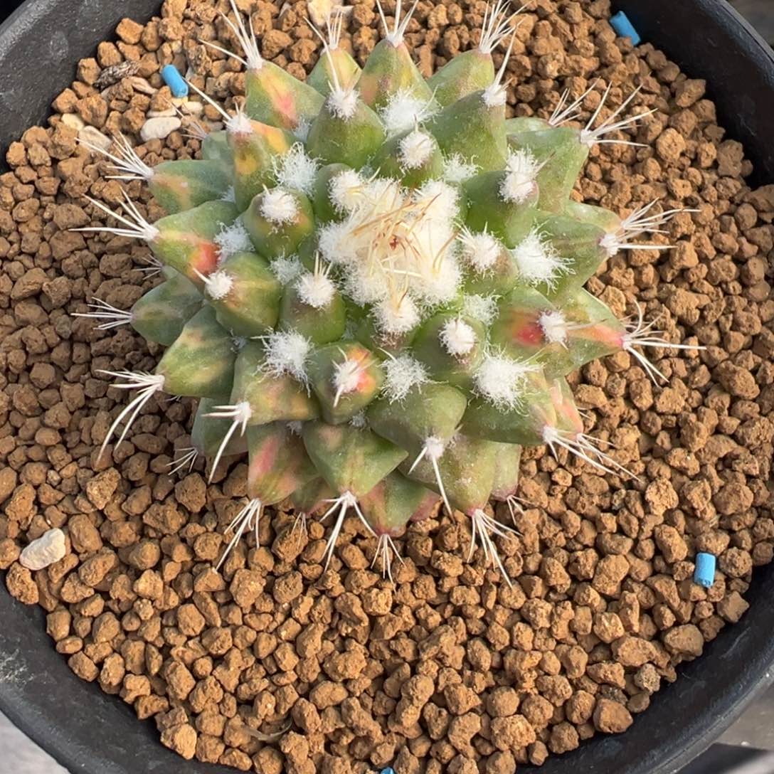 454实生根雪糕锦多肉植物带盆土