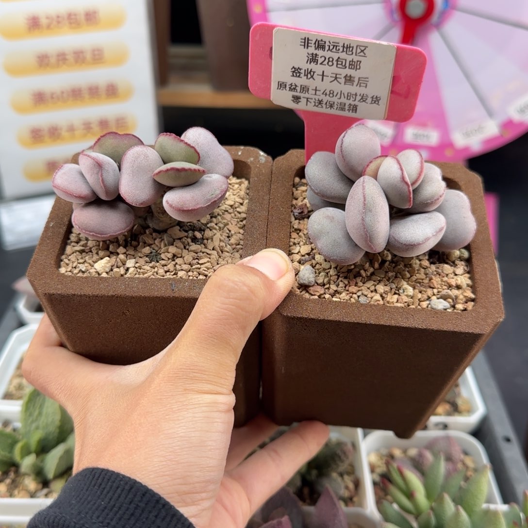 康***吖536白肌红蛋多肉植物