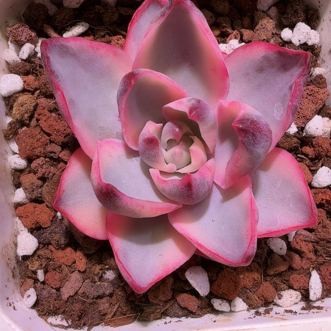 赫拉锦，多肉植物，头盖无根