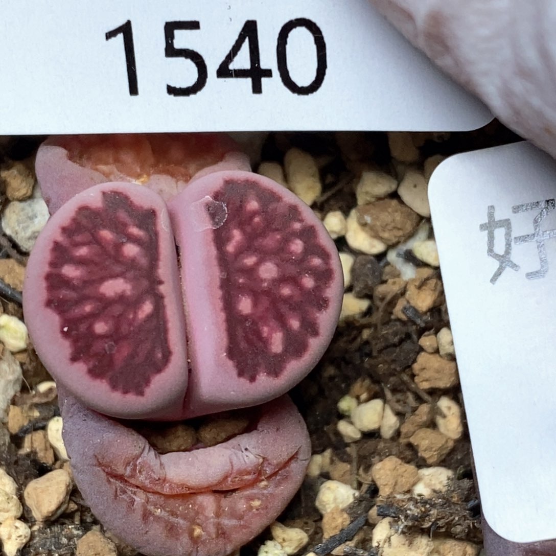 1540。略高。紫菊。