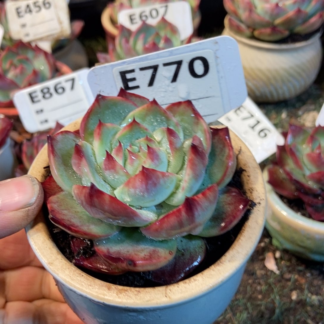 惊鸿一瞥770号楼