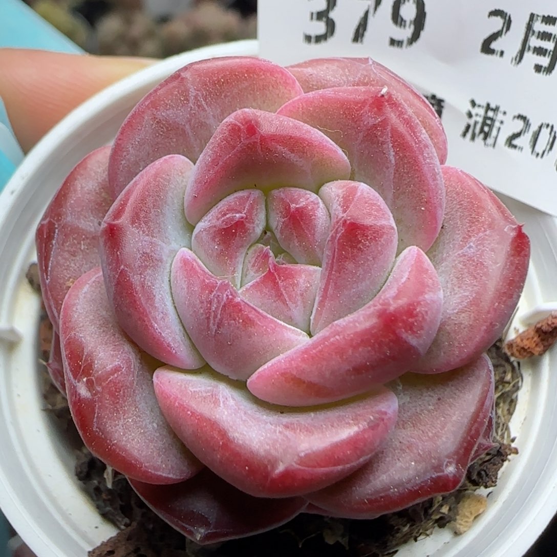 花语逸镜0226-379