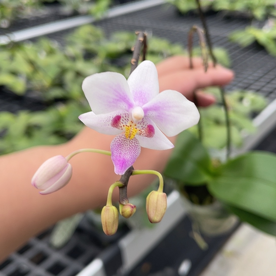 完全开放Yc10开花株 145号