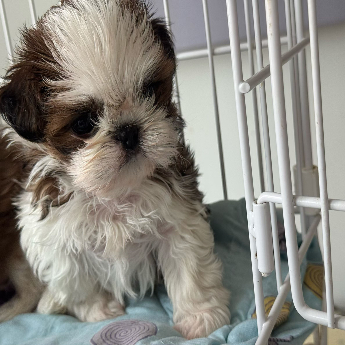 拉萨本地繁殖阿布索