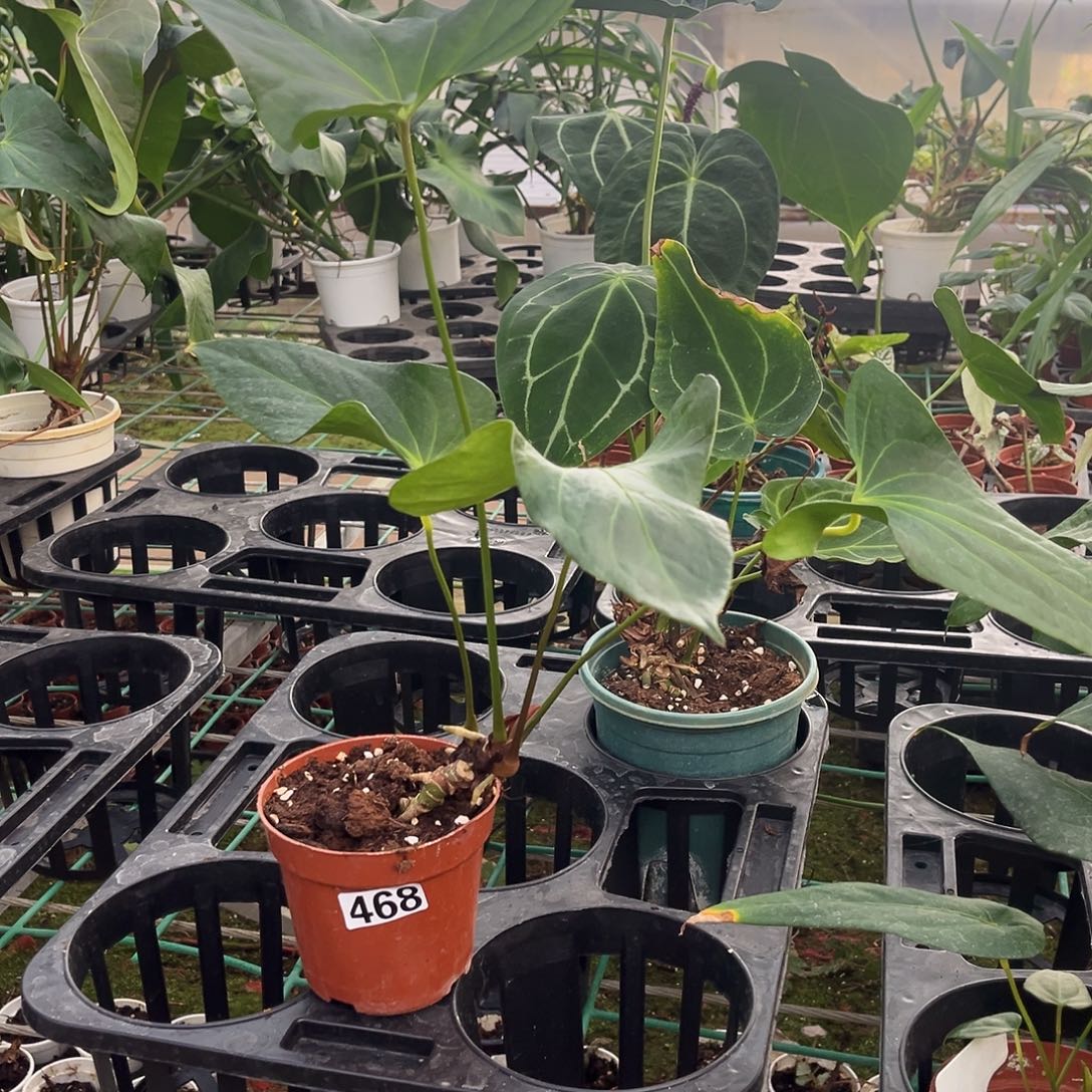 无花朵468 小羊皮杂