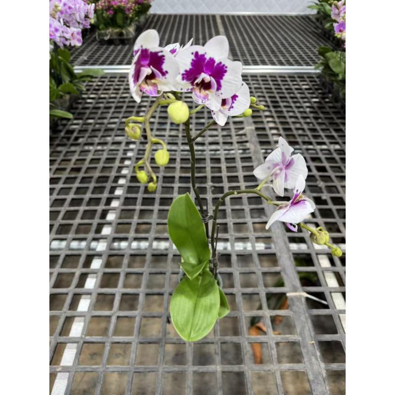 蝴蝶兰【白雪山】昆明直发