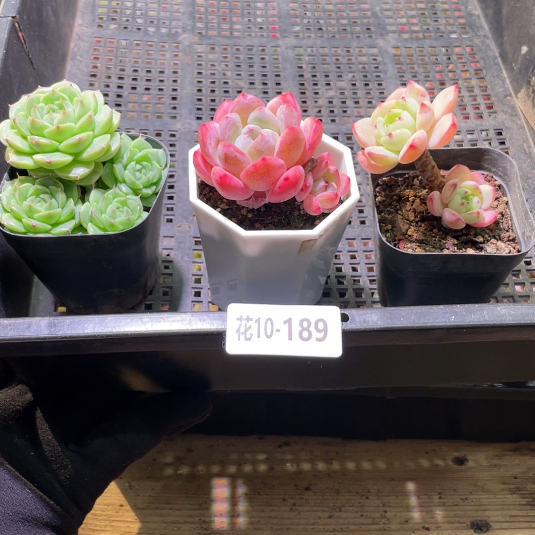 花利美10-189框拍3颗