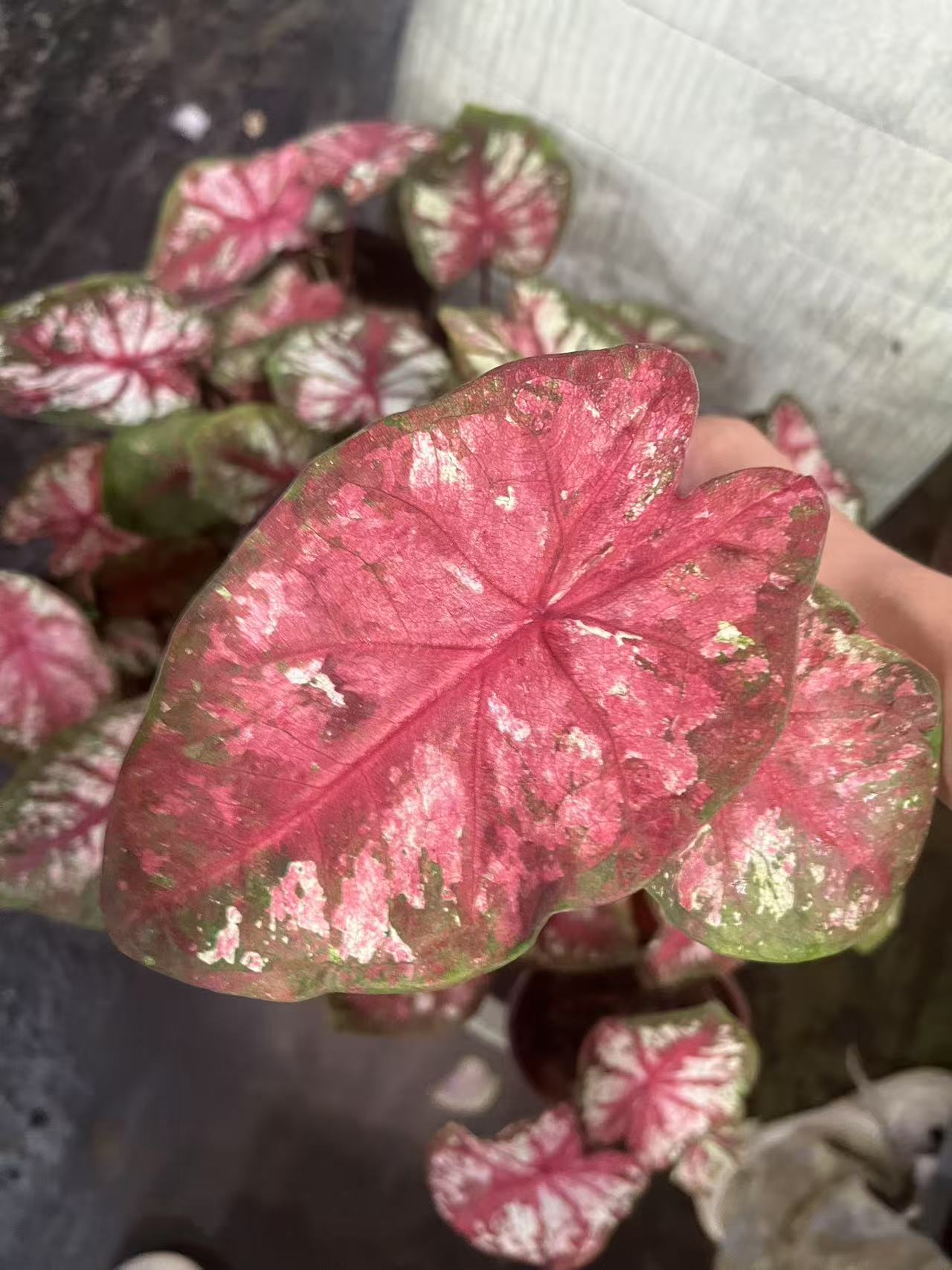 （如烟变异款）两单包邮，四单升级青山盆