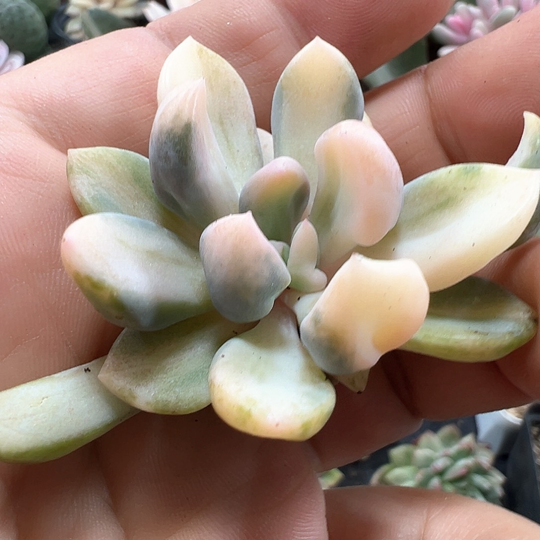 丘比特锦带俩侧芽头盖 小方花圃一物一拍