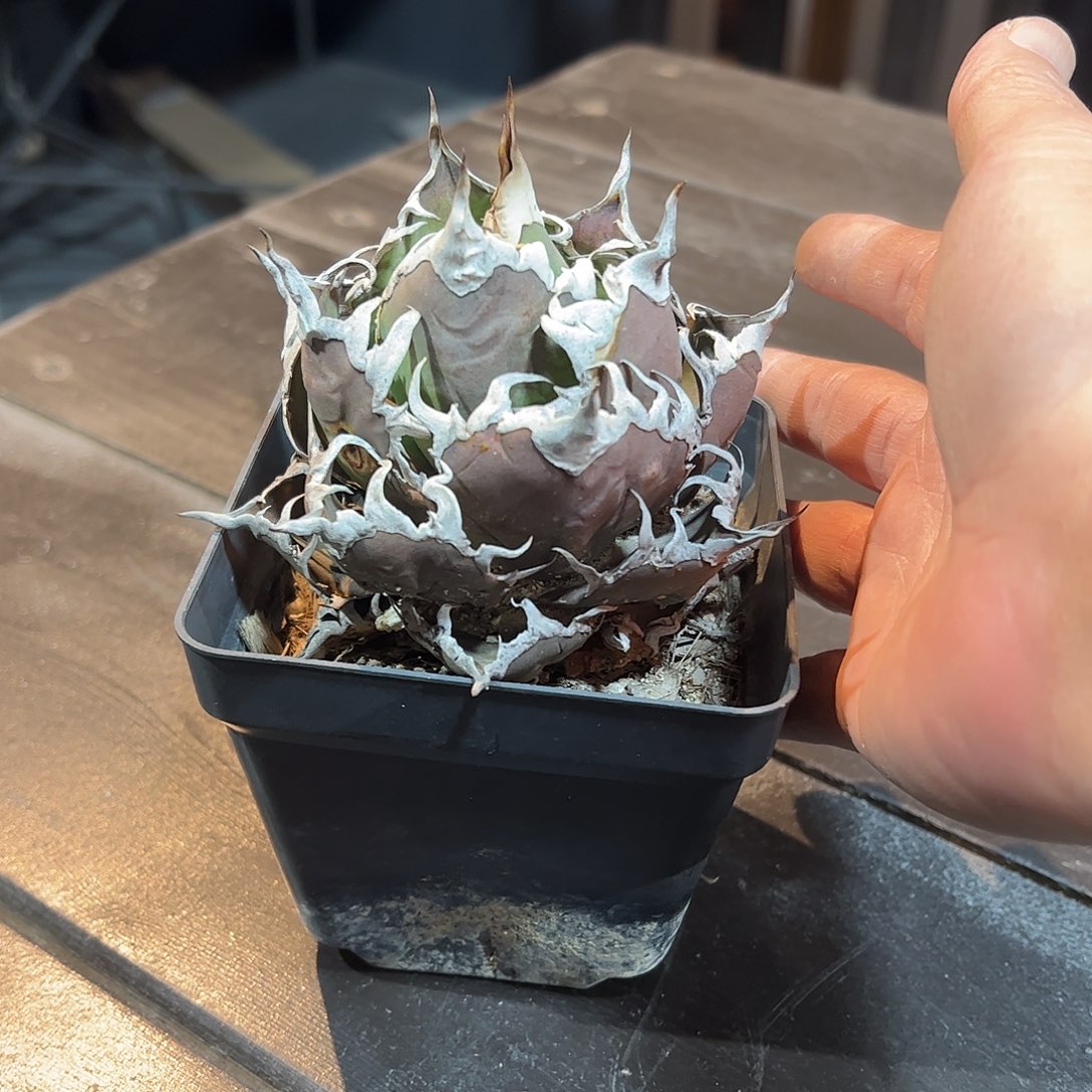 乌***黑凯撒仁王668888888