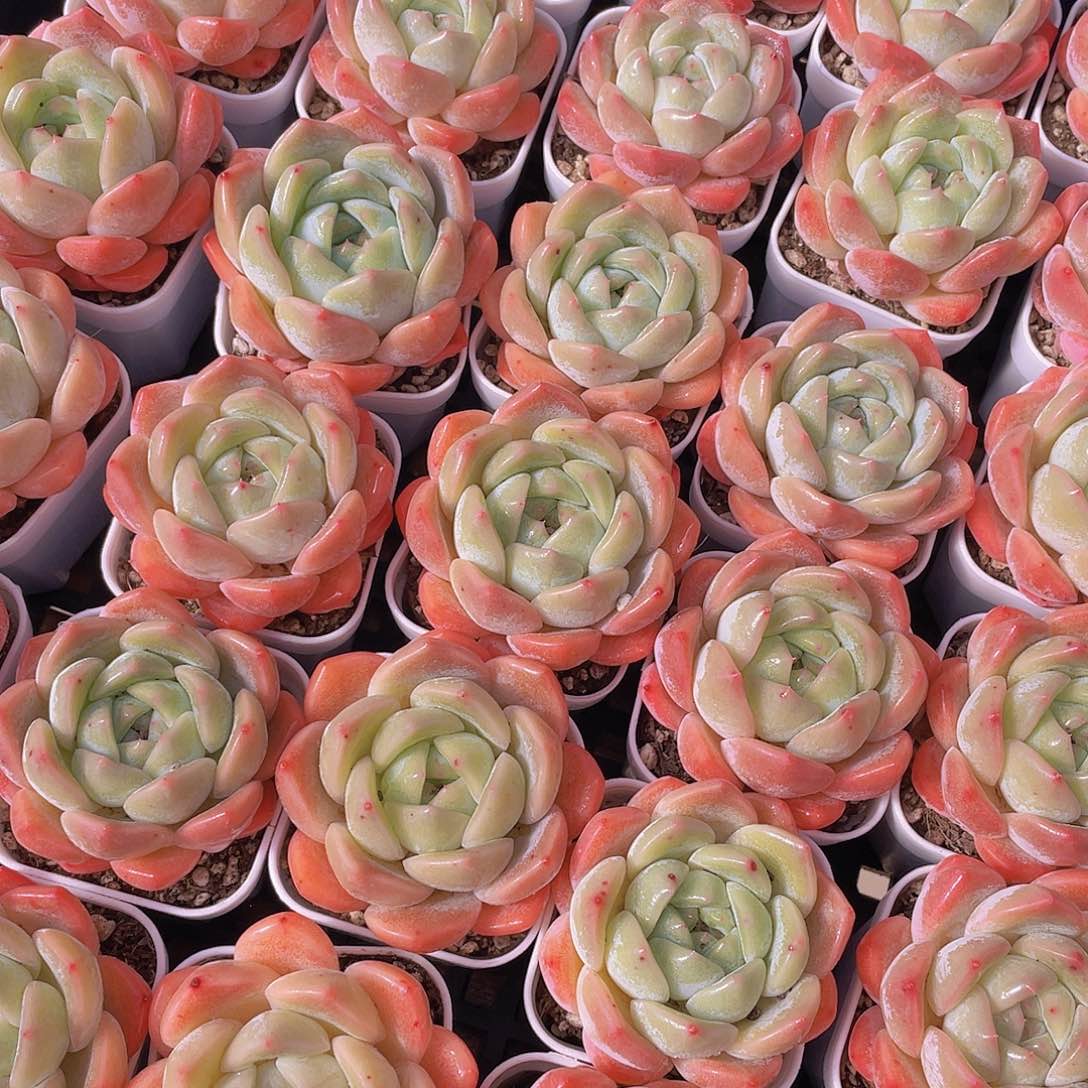 量拍146号 太妃糖单头2个