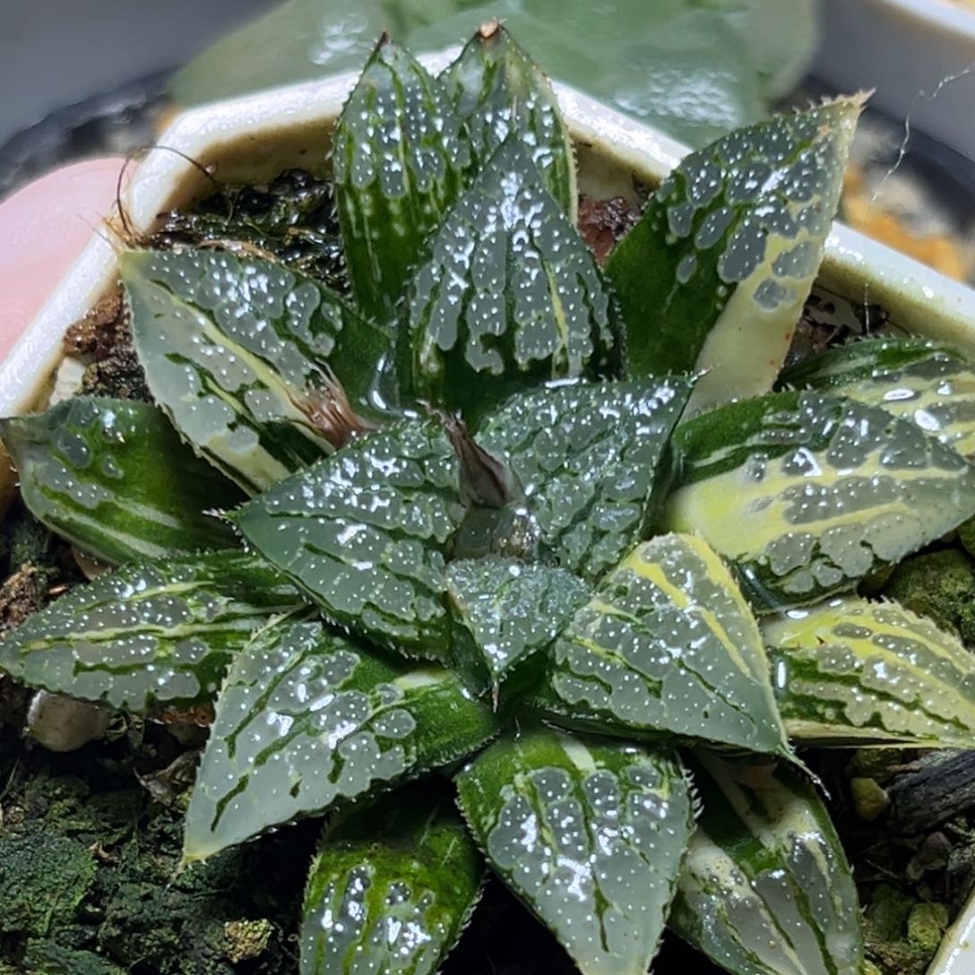 恭喜发财大吉大利0223