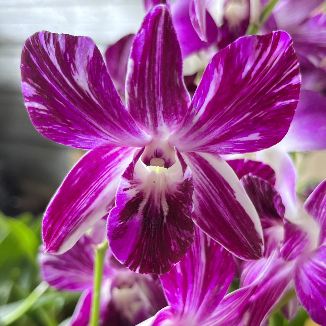 泰国进口秋石斛泼墨油画，花色如图，保花色，保品种，保苗