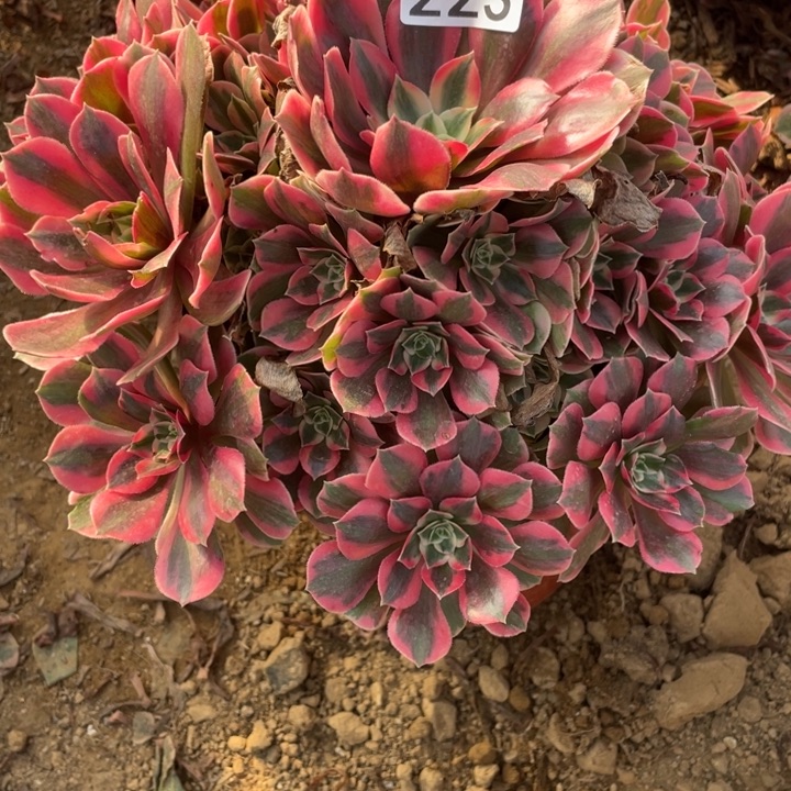 无花朵223女妖多肉植物