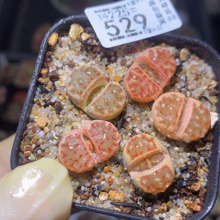 精品生石花225.529