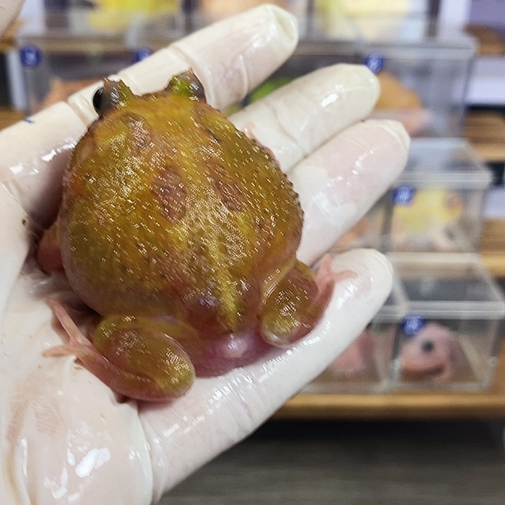 粑****角蛙110号微瑕疵大变异